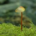 Mycena_crocata_al6594