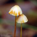 Mycena_crocata_al9209