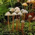 Mycena_crocata_al9389