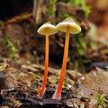 Mycena_crocata_bh9932