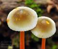 Mycena_crocata_bh9941