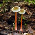 Mycena_crocata_bh9947