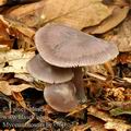 Mycena_diosma_be3360