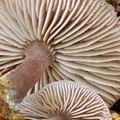 Mycena_diosma_be3364