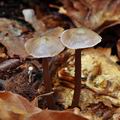 Mycena_diosma_bi5920