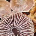 Mycena_diosma_bi5927