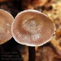 Mycena_diosma_bi5934