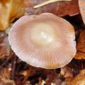 Mycena_diosma_bi8017