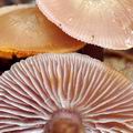 Mycena_diosma_bi8041