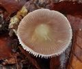 Mycena_diosma_bp5182