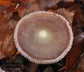 Mycena_diosma_bp5185