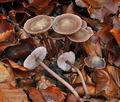 Mycena_diosma_bp5192