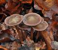 Mycena_diosma_bp5205