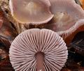 Mycena_diosma_bp5210