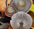 Mycena_diosma_ca3694