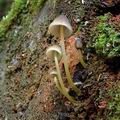 Mycena_epipterygia_ab7840