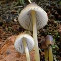 Mycena_epipterygia_ab7843