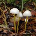 Mycena_epipterygia_al9109