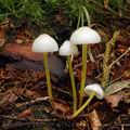 Mycena_epipterygia_al9124