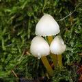 Mycena_epipterygia_al9128