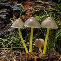 Mycena_epipterygia_al9135