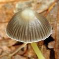 Mycena_epipterygia_al9137