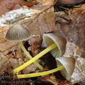 Mycena_epipterygia_al9142