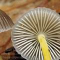 Mycena_epipterygia_al9146