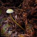 Mycena_epipterygia_bm6001