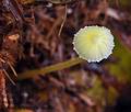 Mycena_epipterygia_bm6009