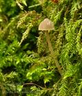 Mycena_erubescens_bh9843