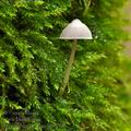 Mycena_erubescens_bh9850