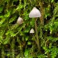 Mycena_erubescens_bh9855