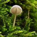 Mycena_erubescens_bh9856