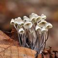 Mycena_fagetorum_bi5268