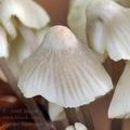 Mycena_fagetorum_bi5282