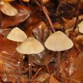 Mycena_fagetorum_bi6598