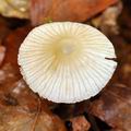 Mycena_fagetorum_bi6620