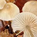 Mycena_fagetorum_bi6636