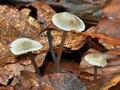 Mycena_fagetorum_ca3955