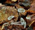 Mycena_fagetorum_ca3960