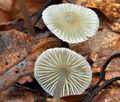 Mycena_fagetorum_ca3965