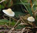 Mycena_flavescens_aj4359