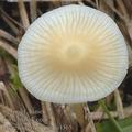 Mycena_flavescens_aj4365