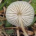 Mycena_flavescens_aj4375