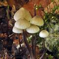 Mycena_flavescens_bp2304