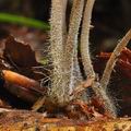 Mycena_flavescens_bp2309