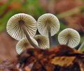 Mycena_flavescens_bp2319