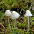 Mycena_flavoalba_am2079