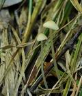 Mycena_flavoalba_bs7187